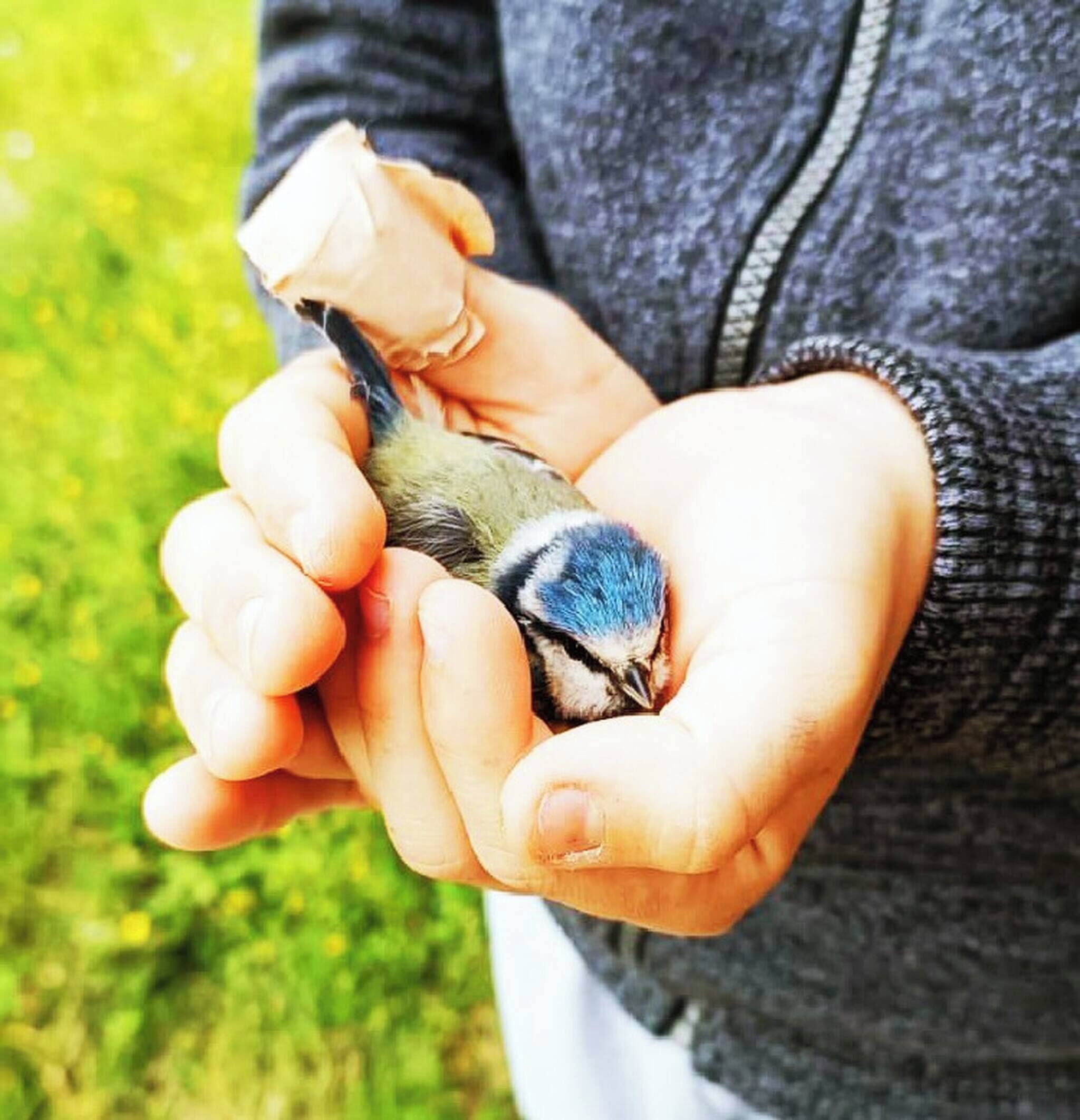 A person holding a bird with blue and white feathers.