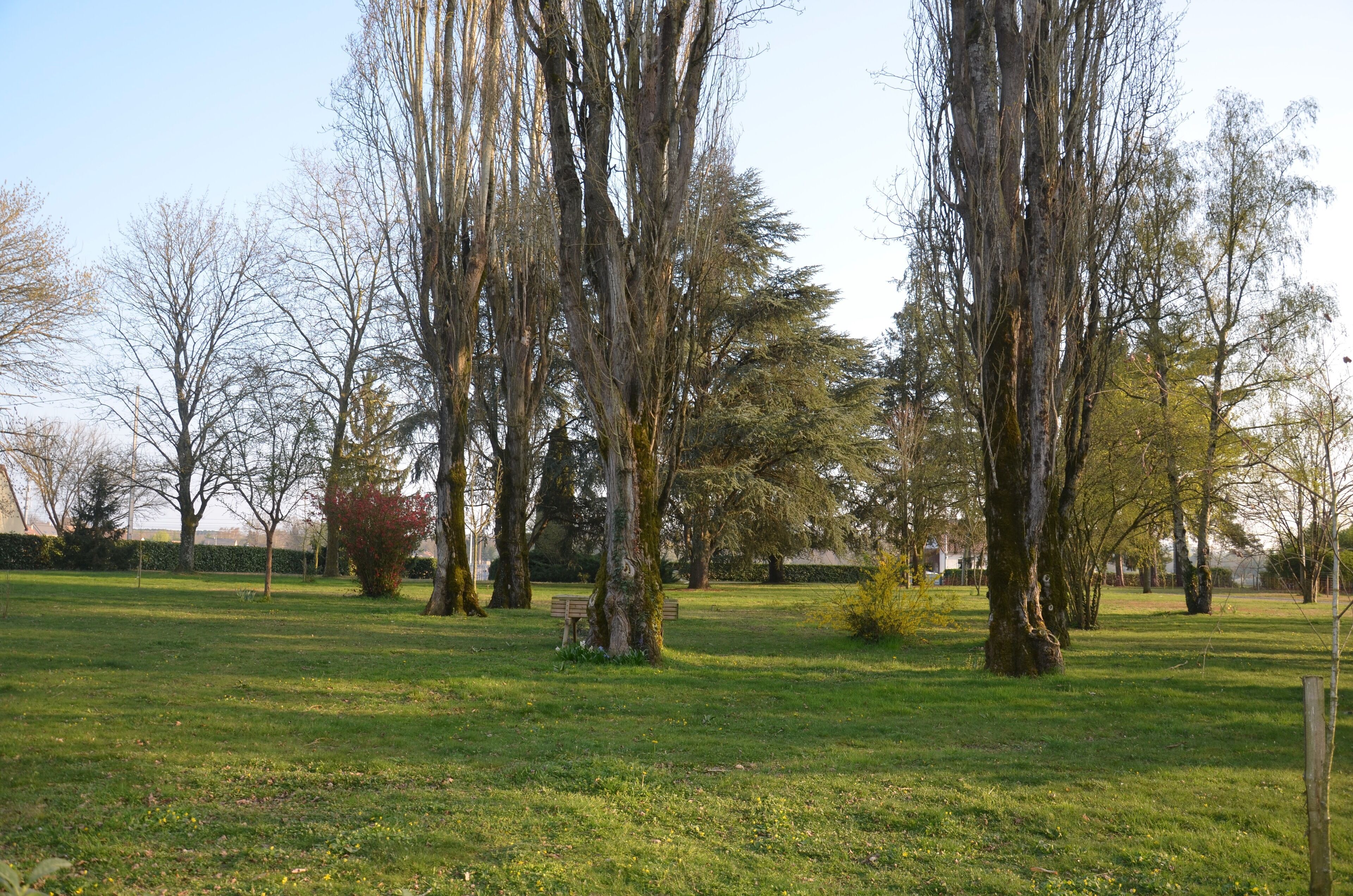 Een park met hoge bomen, een gazon en een bank.