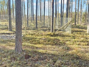 Área arborizada com cerca de arame, árvores e chão coberto por grama e pequenas plantas.