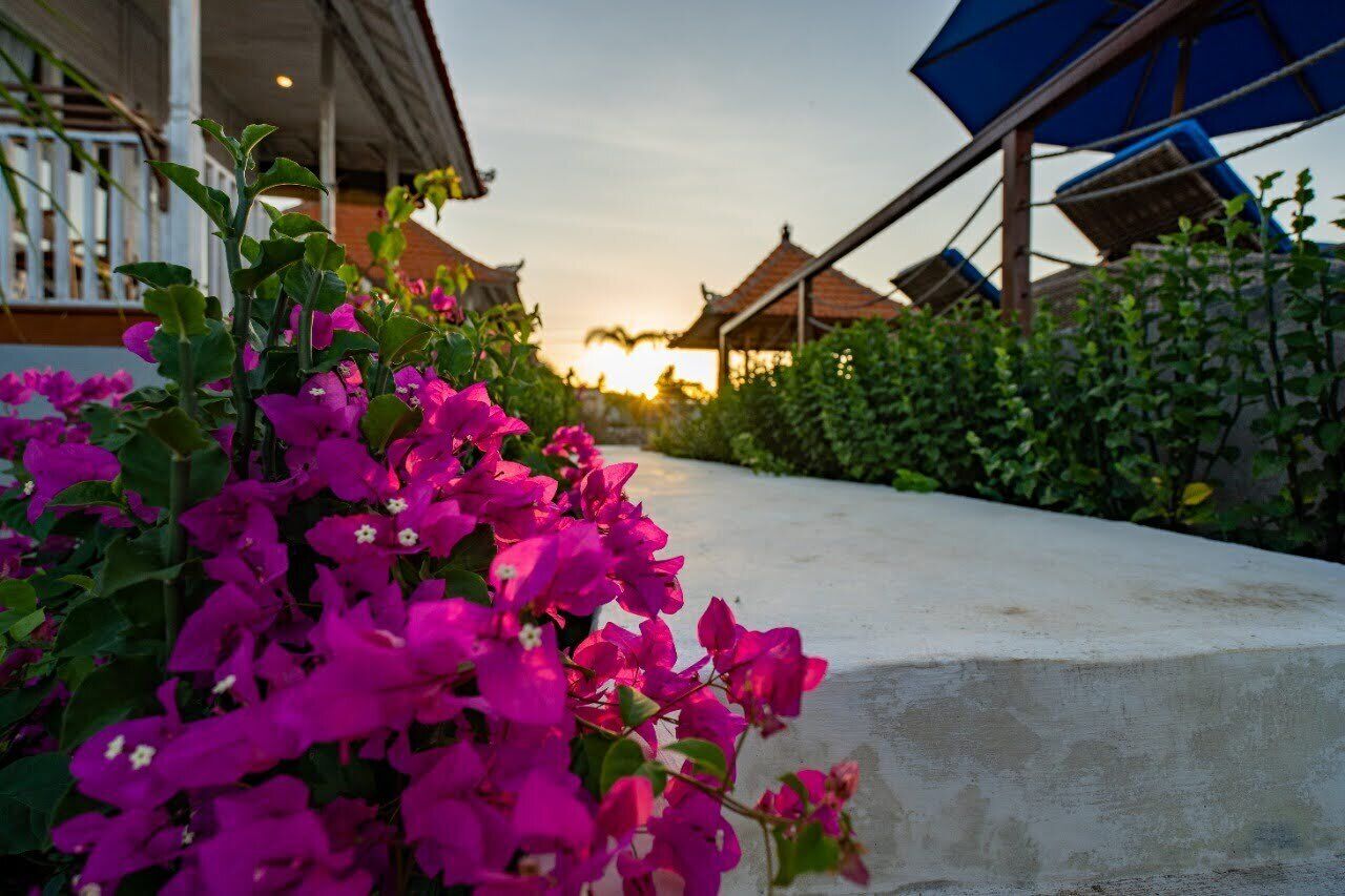 A pathway lined with vibrant pink bougainvillea flowers leading to traditional-style buildings with tiled roofs.