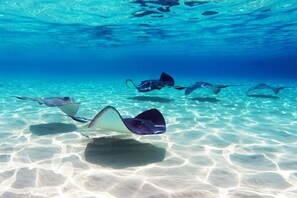 Stingray Sandbar