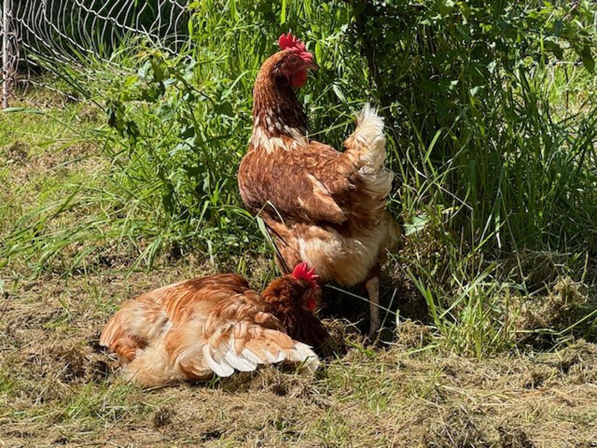 Two chickens in a grassy outdoor area with a wire fence in the background.