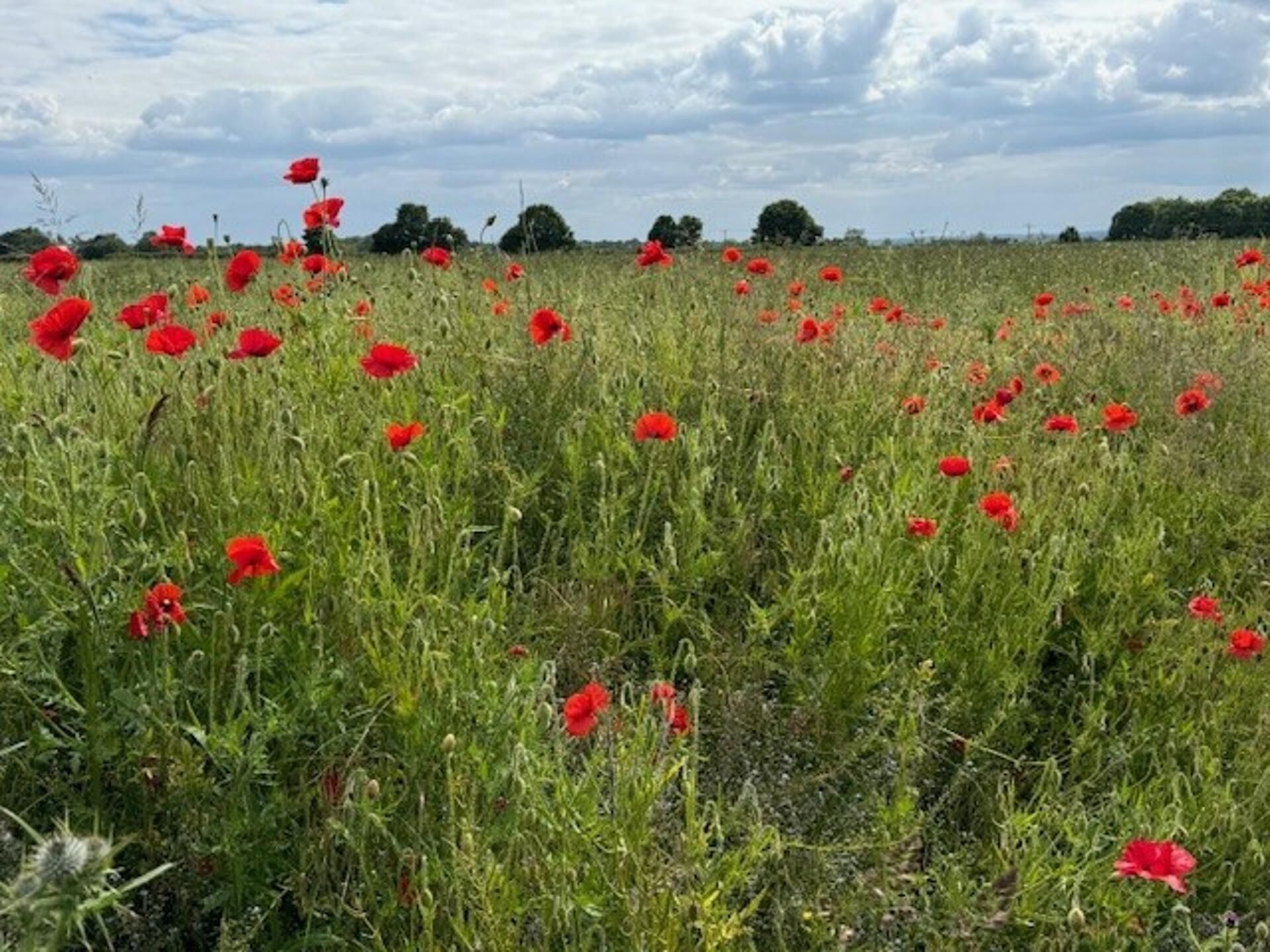 Un campo de amapolas rojas.