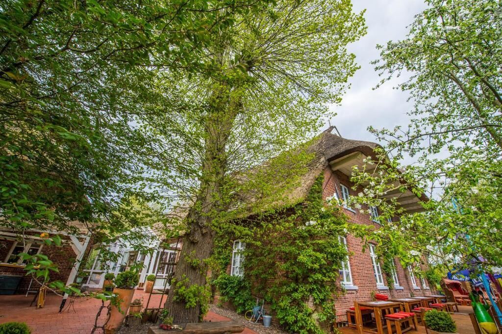 A rustic building with ivy-covered walls, outdoor seating, and a large tree in the foreground.