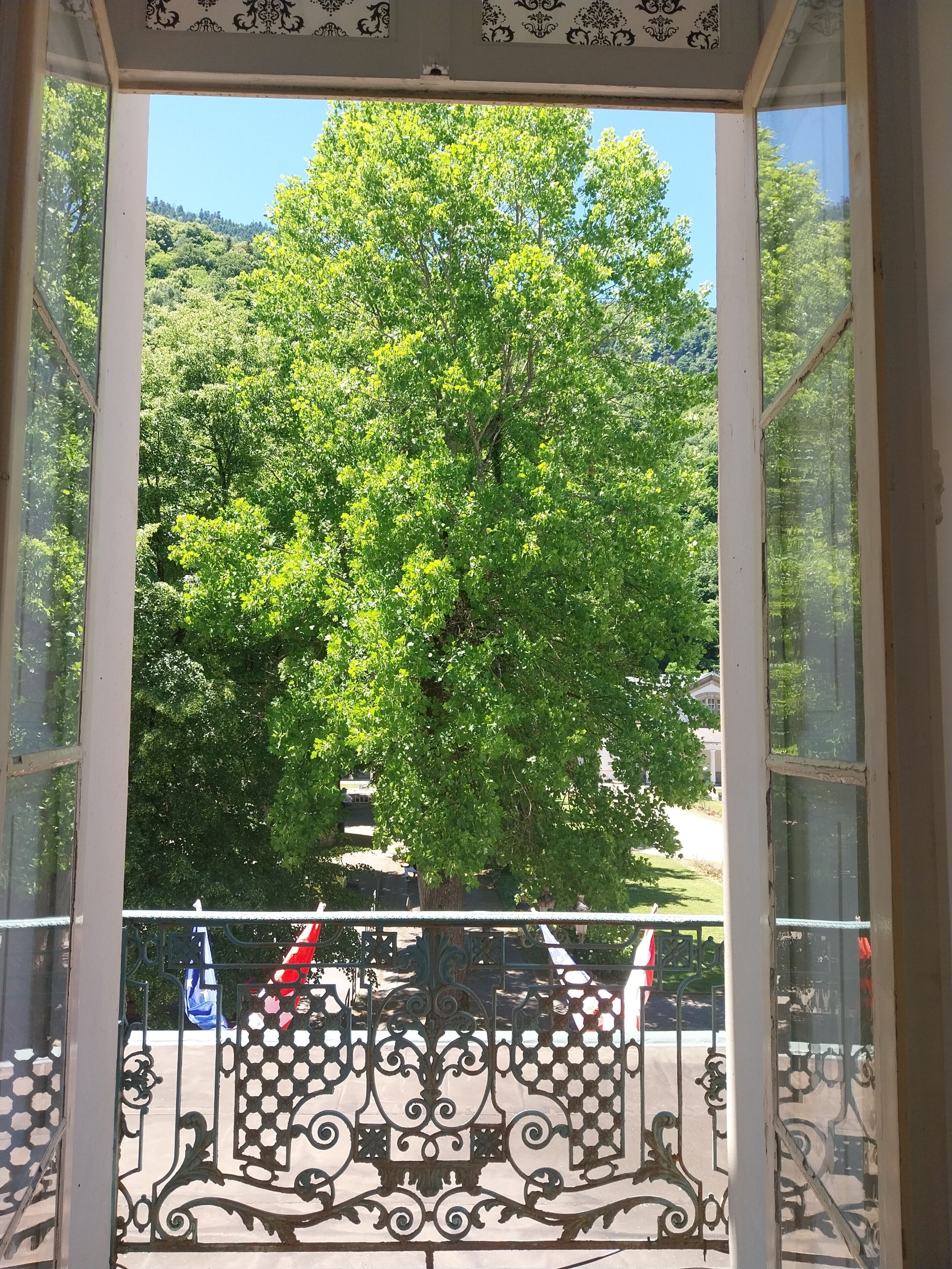 Une vue à travers une fenêtre ornée de barreaux en métal ouvragé, avec un grand arbre et un ciel dégagé.