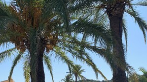 A sunny outdoor area with palm trees, a swimming pool, and lounge chairs. - Beautiful, comfortable home in the heart of the sought-after Manga Club (Cartagena)