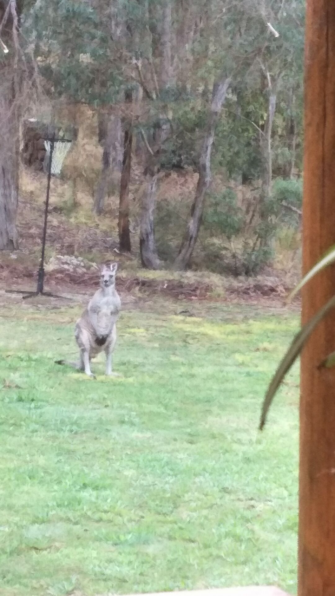 A kangaroo in a grassy area with trees in the background.
