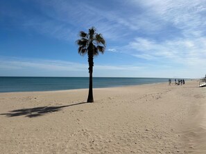 Una playa con una sola palmera, cielo azul despejado y mar tranquilo.