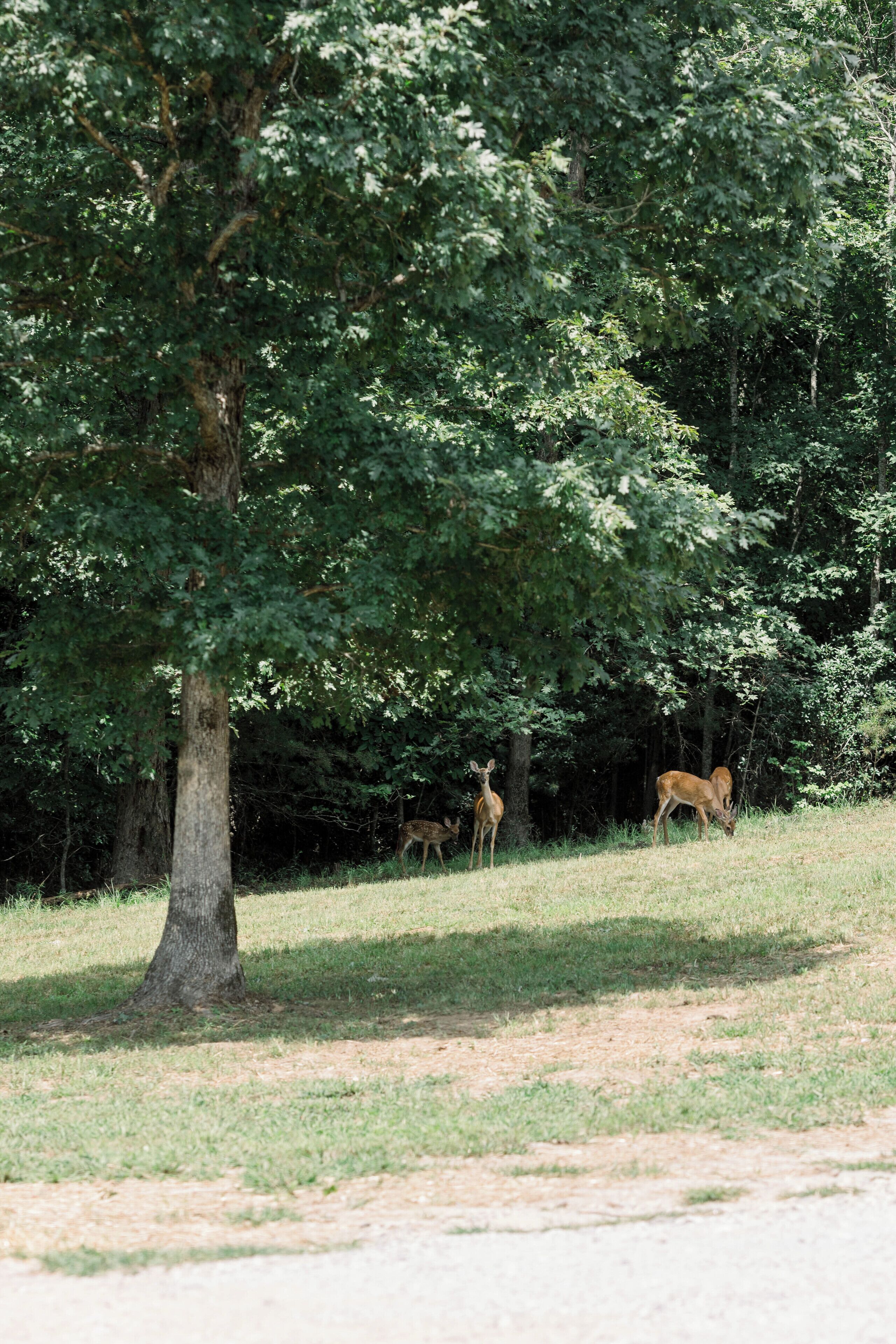 A natural outdoor setting with a large tree and a deer grazing in the background.