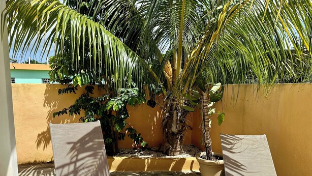Un patio con dos sillones, una palmera y una pared amarilla.
