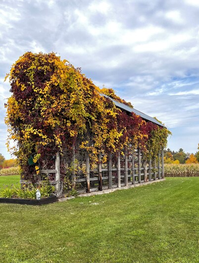 Historic Century Old Farmhouse on 80 Acres; Privacy, Walking Trails and Nature!