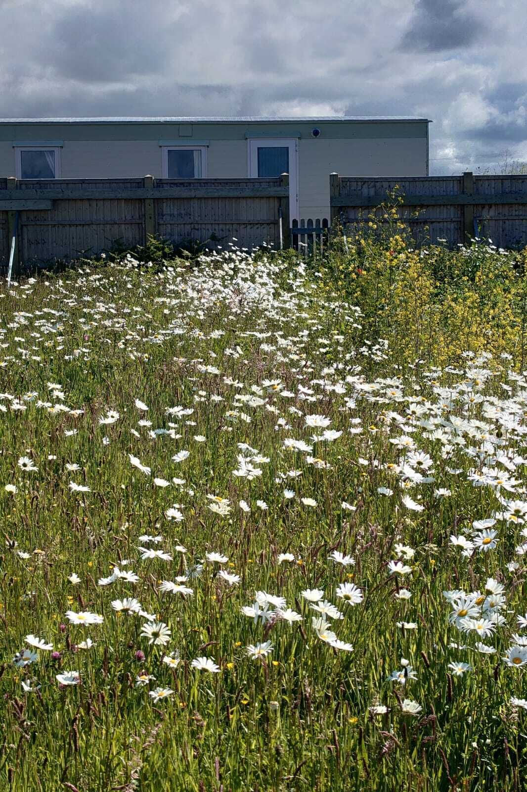 A field of white flowers in front of a building with a flat roof and a fence.