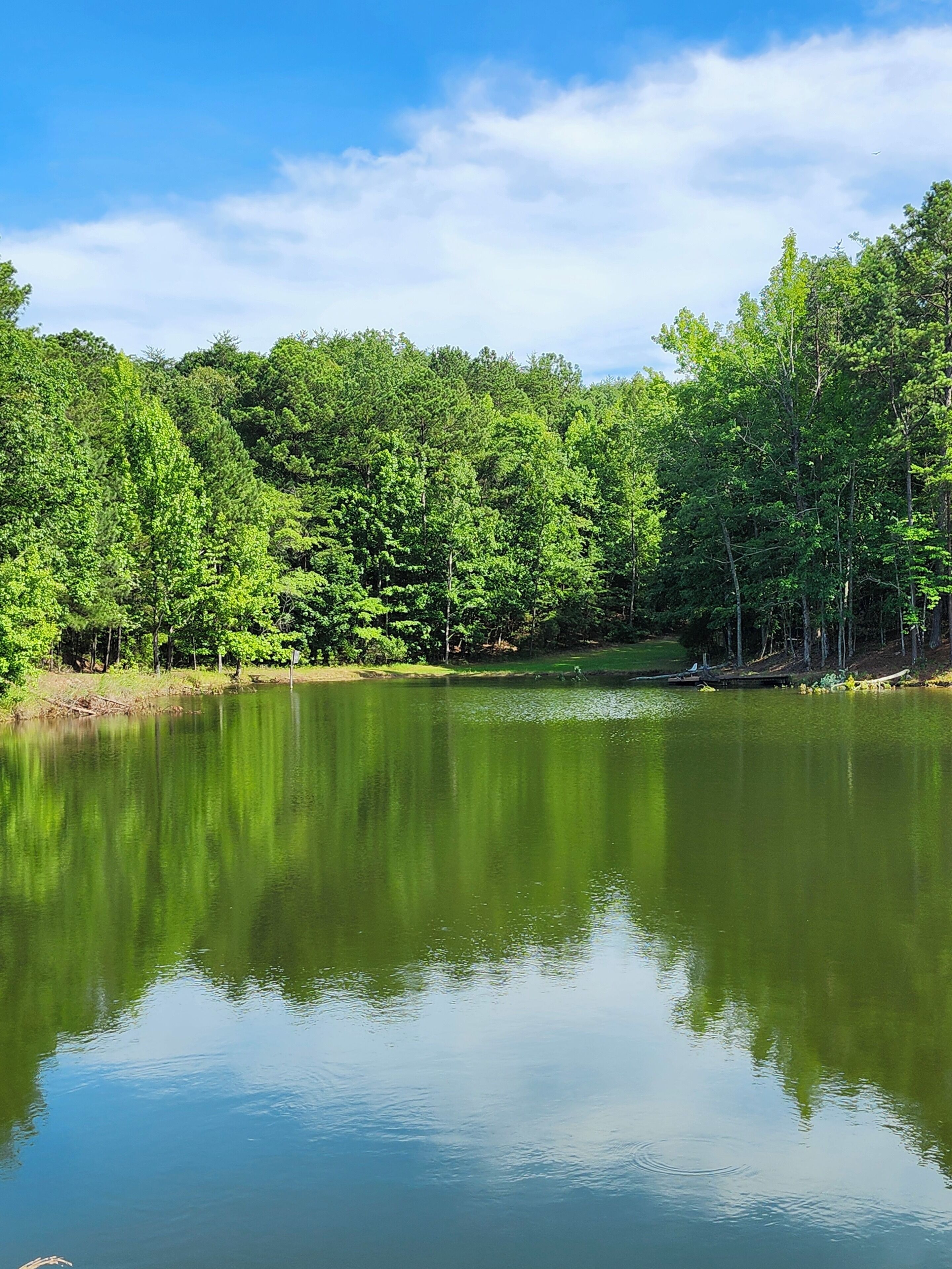 Un lago tranquilo rodeado de árboles verdes frondosos bajo un cielo azul despejado.