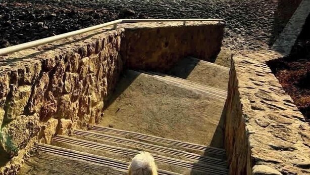 A dog on a stone staircase overlooking a beach with waves and a sunset. - Jolla Excellence 3bd 2b Rosarito (Playas de Rosarito)