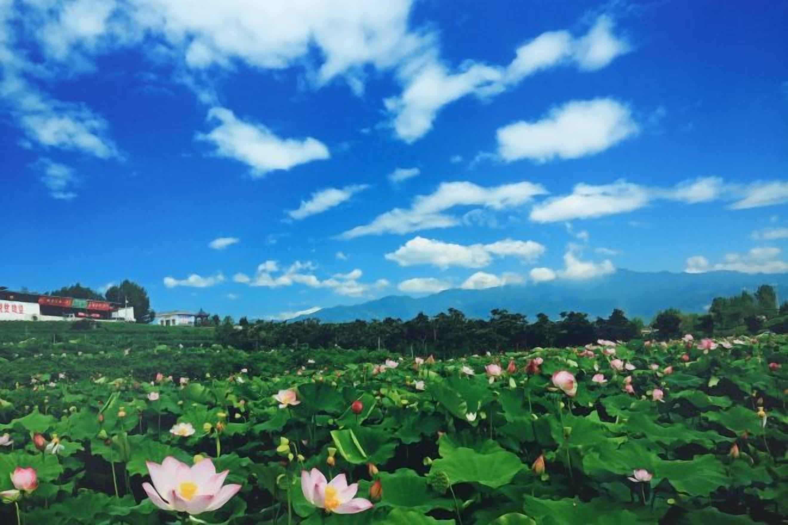 A field of lotus flowers under a clear sky.