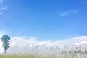 A clear sky with a single tree and distant buildings.
