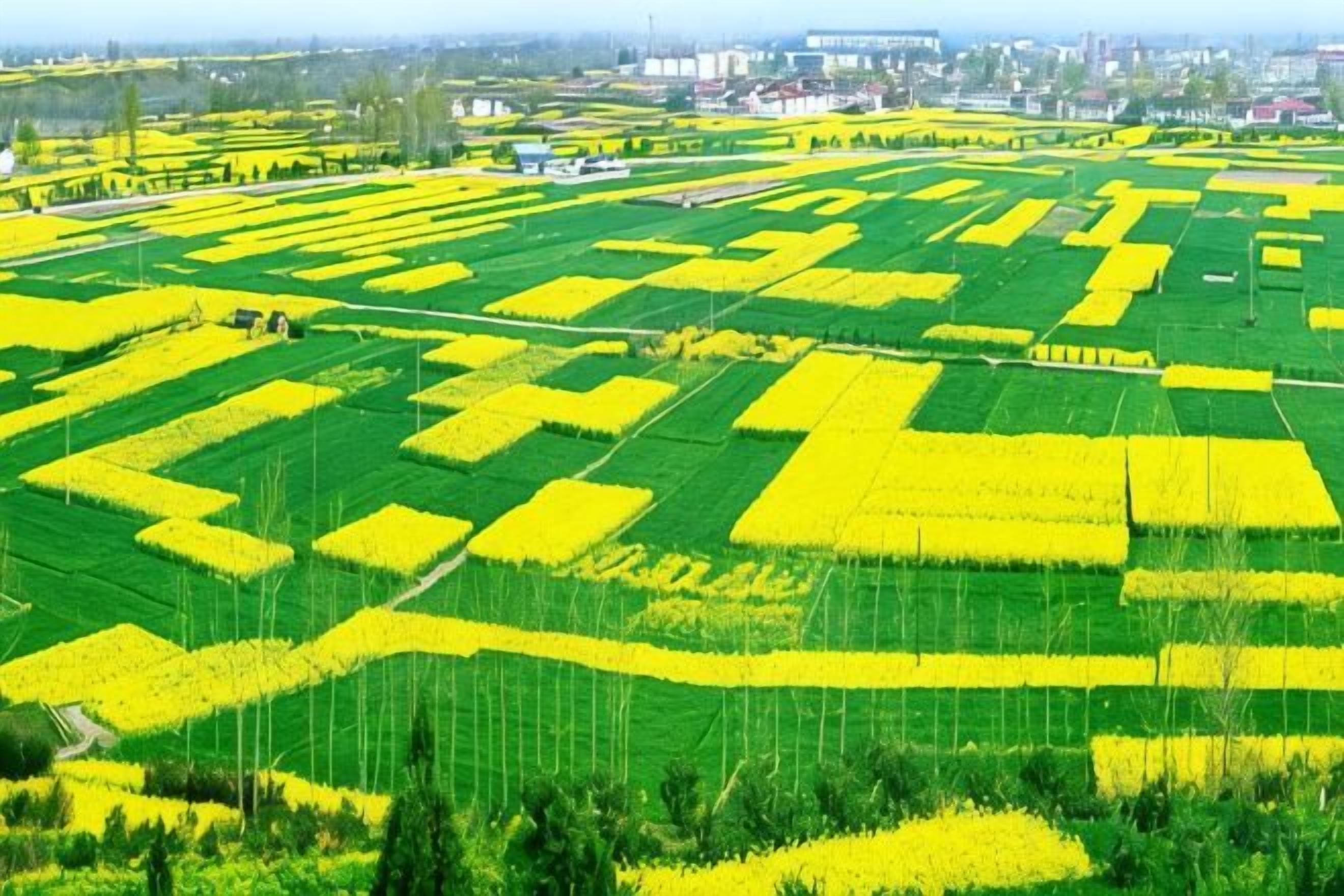 A vast agricultural field with distinct sections of green and yellow crops, likely indicating different types of produce.
