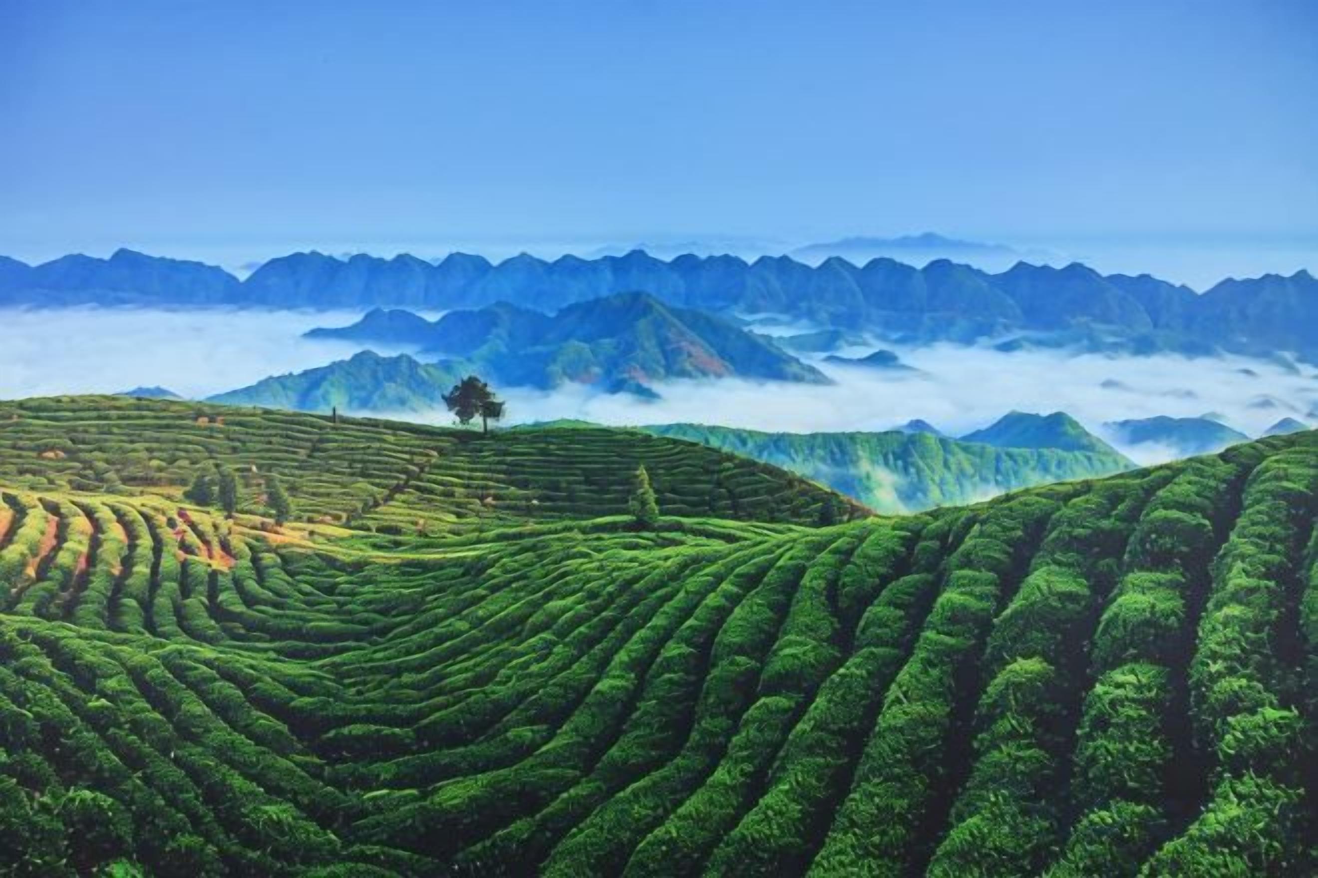 Terraced tea plantations with a single tree in the foreground.