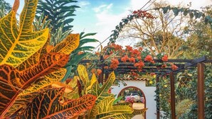 A garden with tropical foliage and a pergola with red flowers. - HOTEL MINCA LA CASONA (Santa Marta)