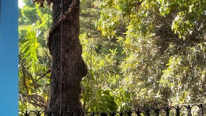 Two white metal chairs with colorful cushions, a metal fence, and a large tree in the background. - Garden of Dreams Boutique Hotel (Chapala)