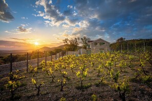 Property grounds - Villa Cavalleria Rusticana with heated pool and vineyard (Blizna Donja)