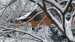 A building with a snow-covered roof and branches. - Queen size loft in nature right in the city (Toronto)