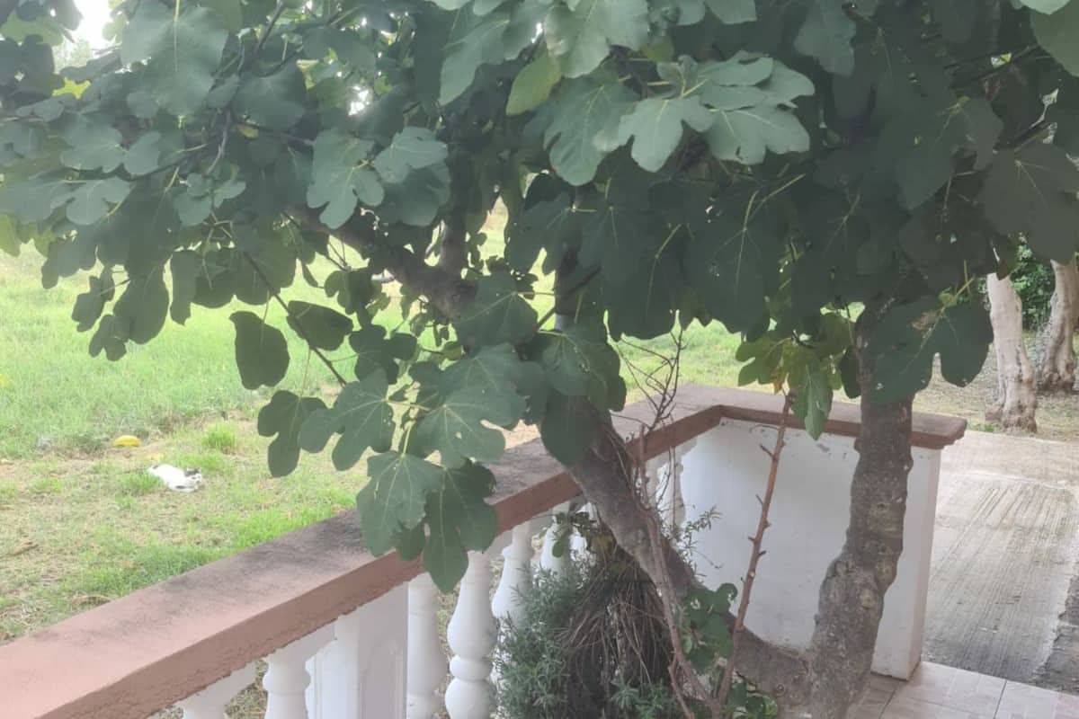 A tree with broad leaves, a white balustrade, and a grassy area in the background.