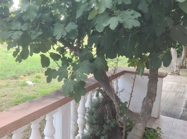 Apartments Rubbi - Vrsi