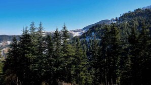 Paisaje montañoso cubierto de bosque denso con árboles de hoja perenne y un cielo azul despejado.