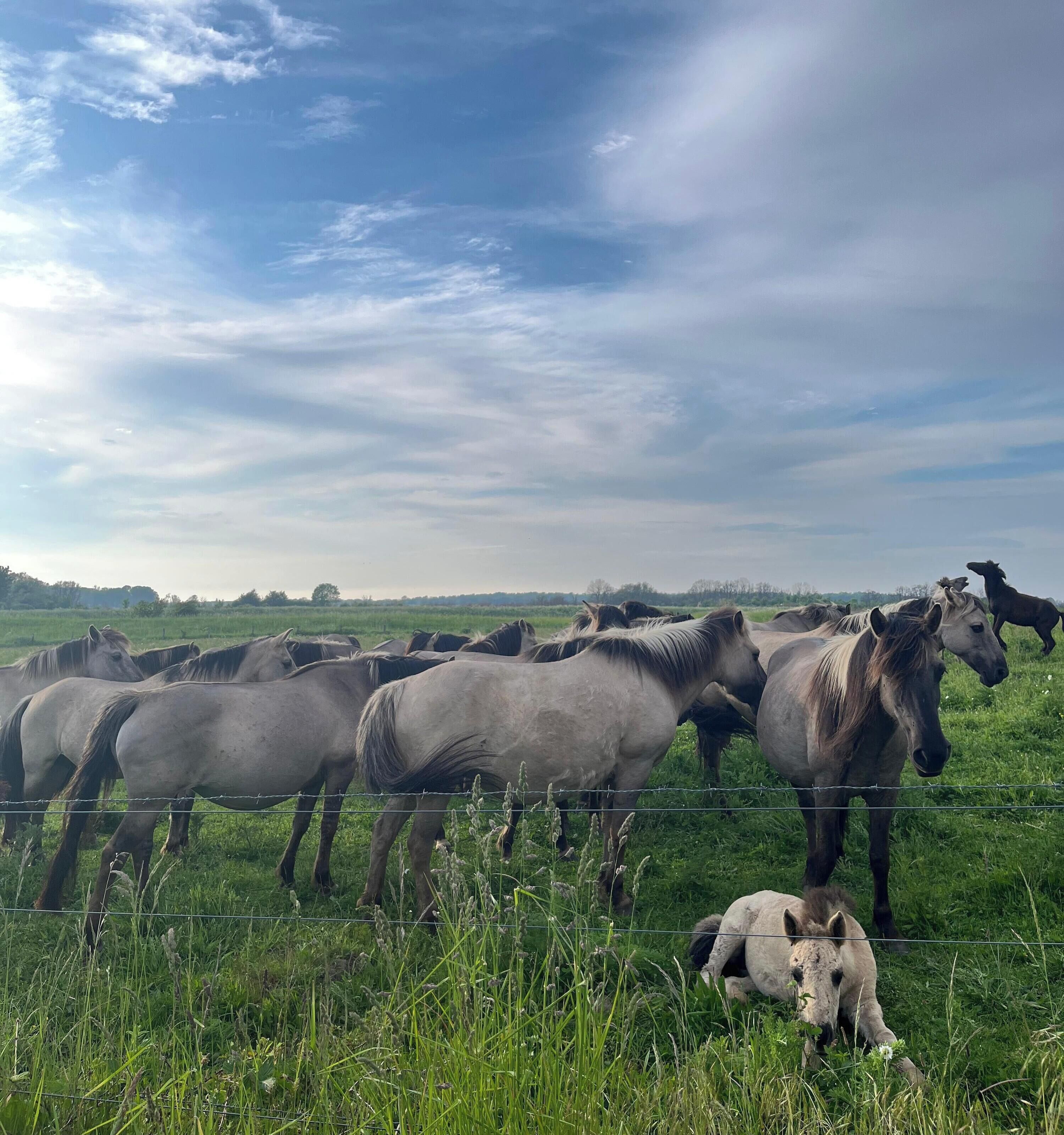 A group of horses in a grassy field with a barbed wire fence.