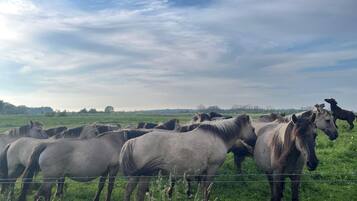 A group of horses in a grassy field with a barbed wire fence.