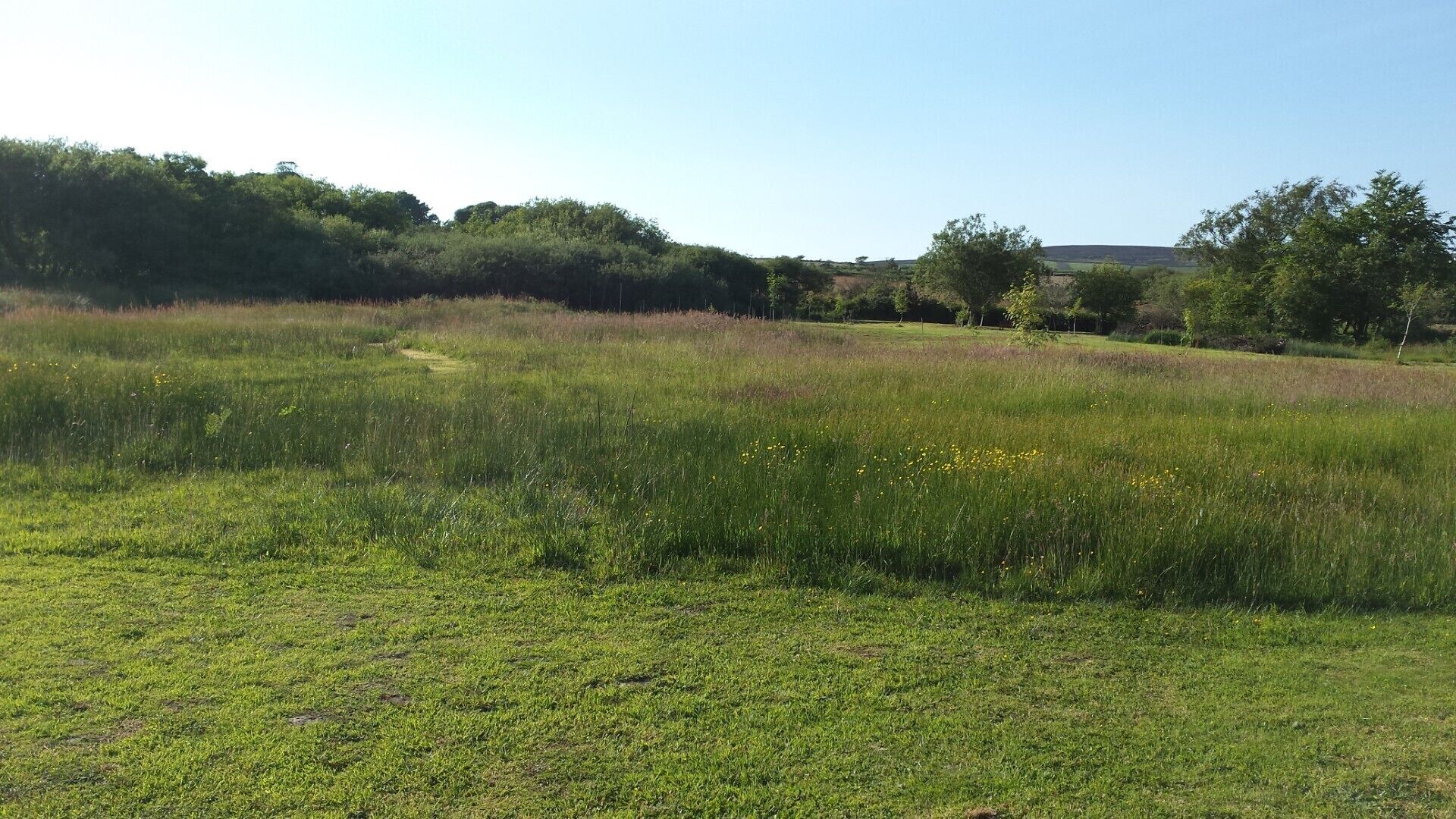 A grassy field with a path leading through it.