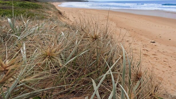 A beach with dry grass and a clear sky.