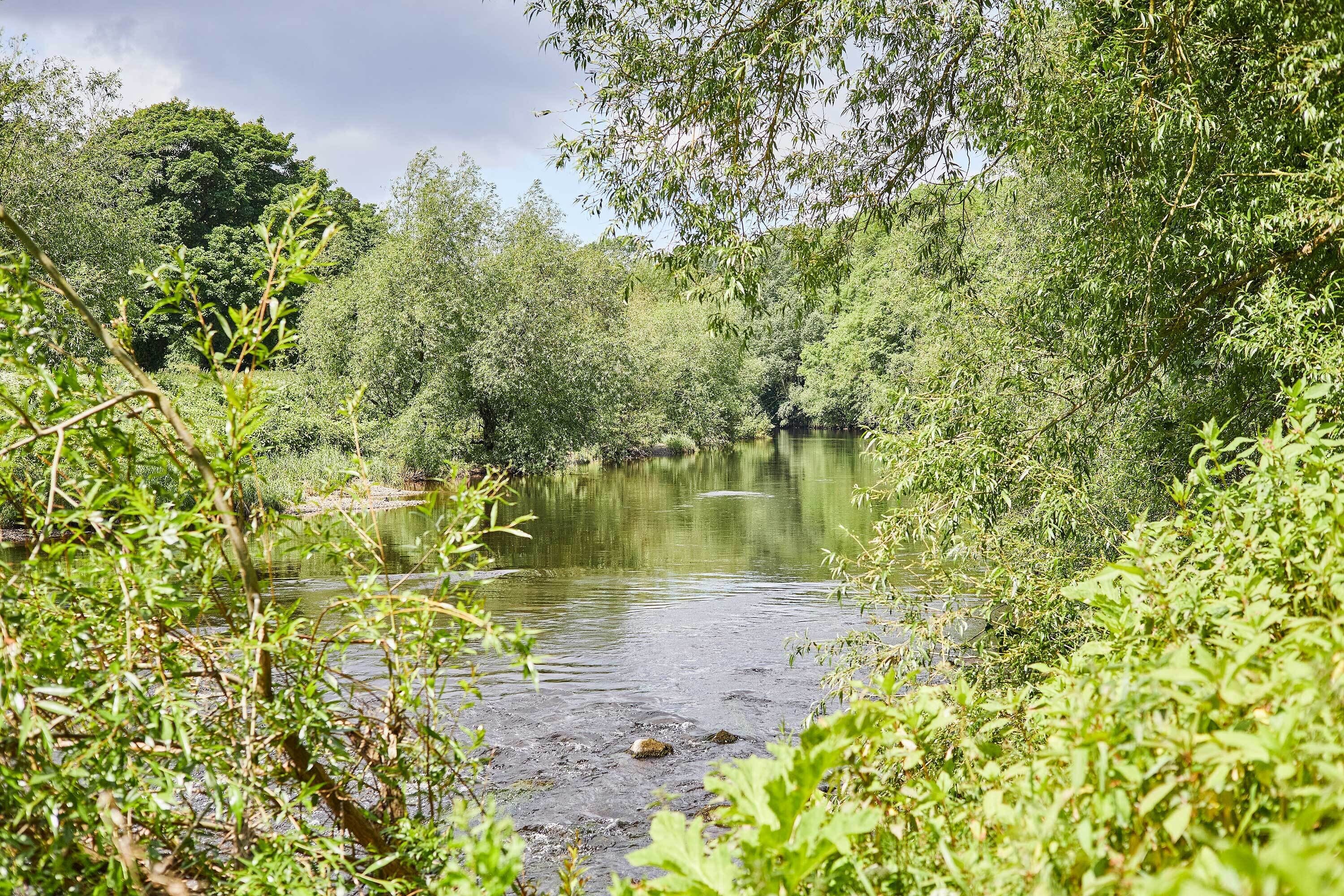 Un paisaje natural con un río, abundante vegetación y árboles.