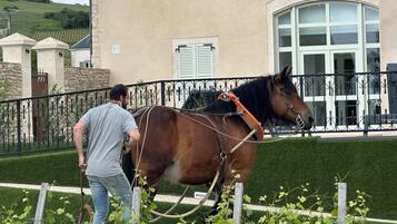 Un homme conduit un attelage tiré par des chevaux devant un bâtiment doté d’un mur en pierre et d’une grande fenêtre en arc de cercle.
