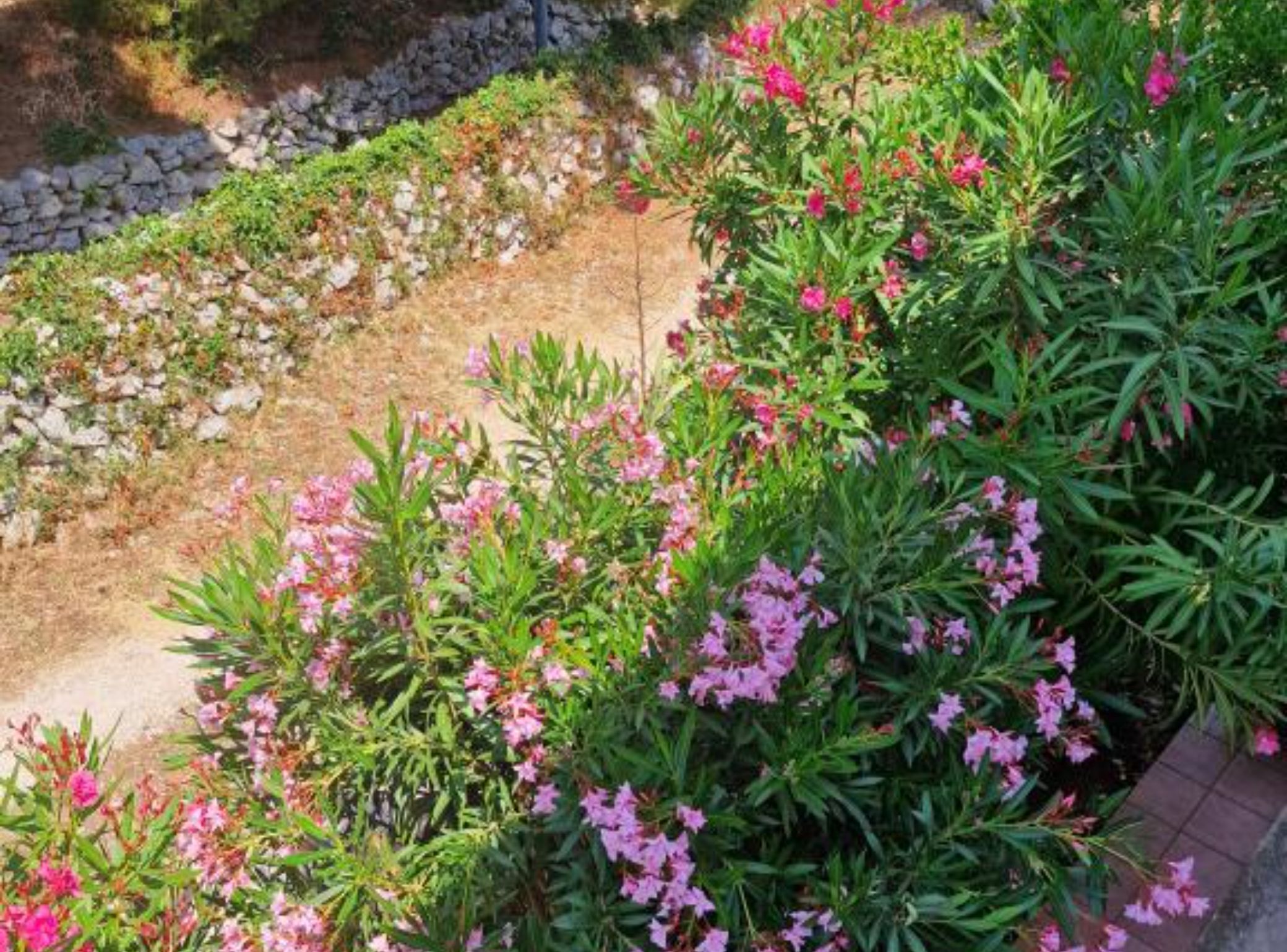 Un jardín con plantas florecientes y un muro de piedra.