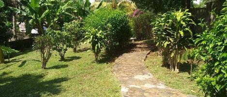 Un sendero de piedra en un jardín exuberante con diversas plantas tropicales y un banco de piedra.