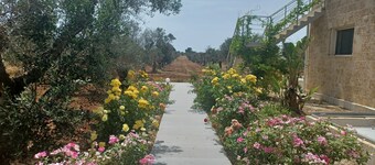 Camera Carolea tra gli ulivi del Salento e spiagge Porto cesareo e Torre Lapillo