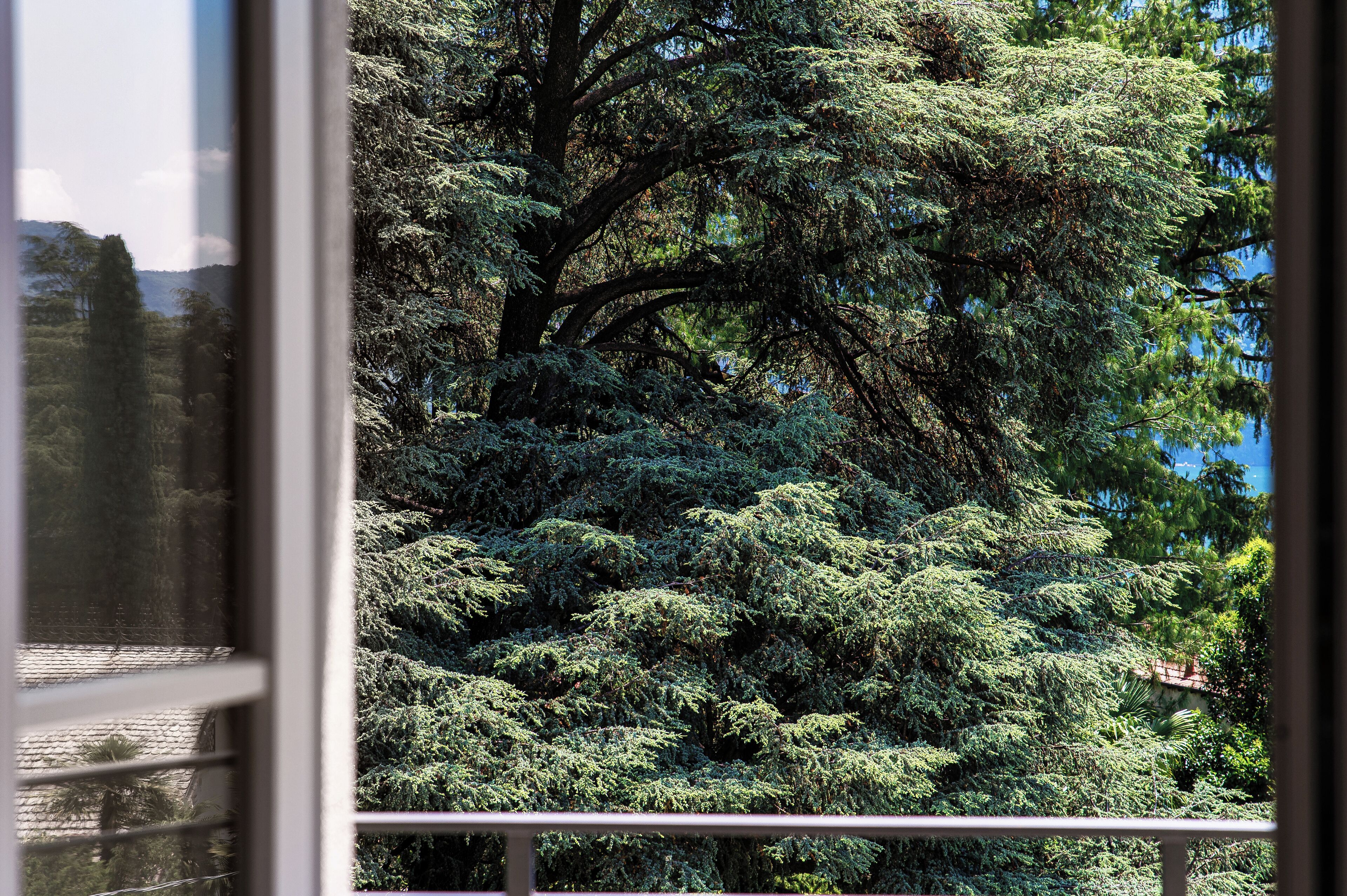 Ein großer Baum mit dichtem Laubwerk, sichtbar durch ein Fenster mit Metallgitter.