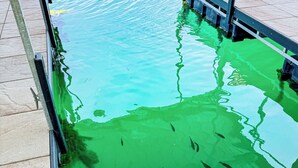 Ein Swimmingpool mit grüner Algenbildung, einem roten Stuhl und einer Metallleiter.