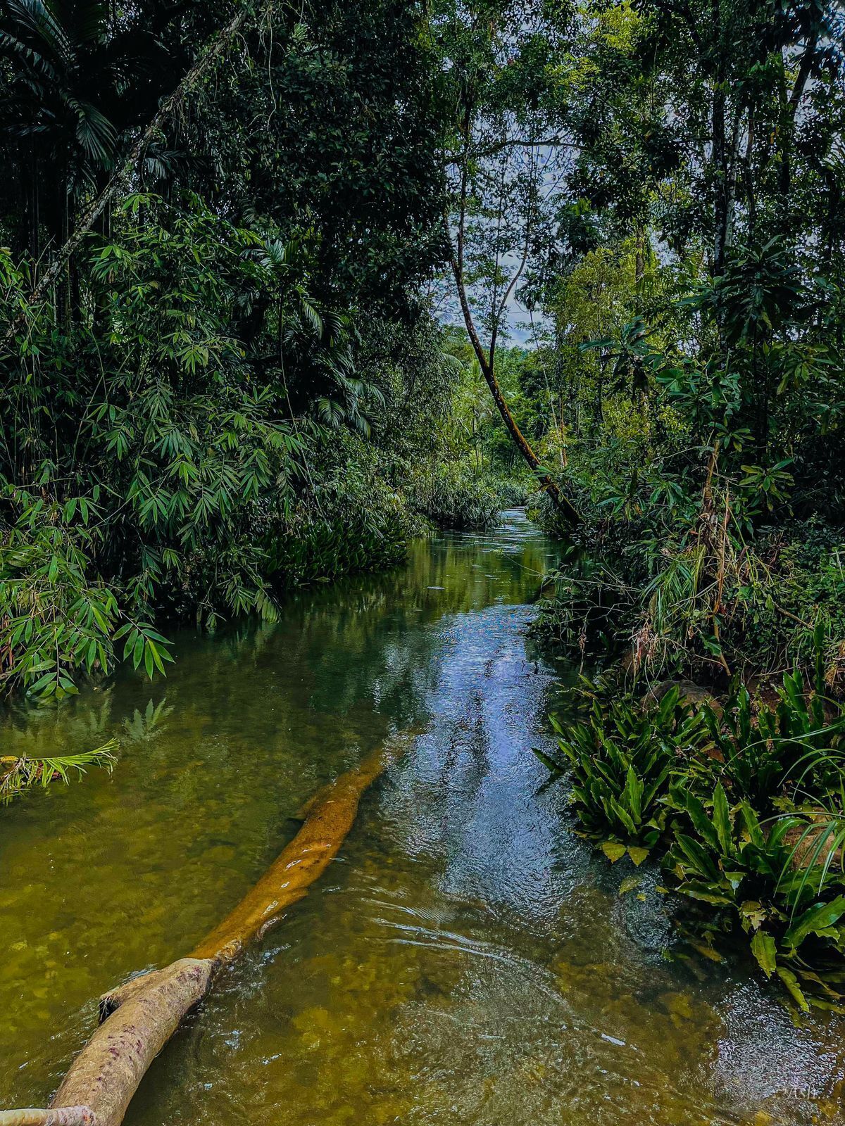 A narrow waterway flanked by dense vegetation and a fallen tree trunk in the water.