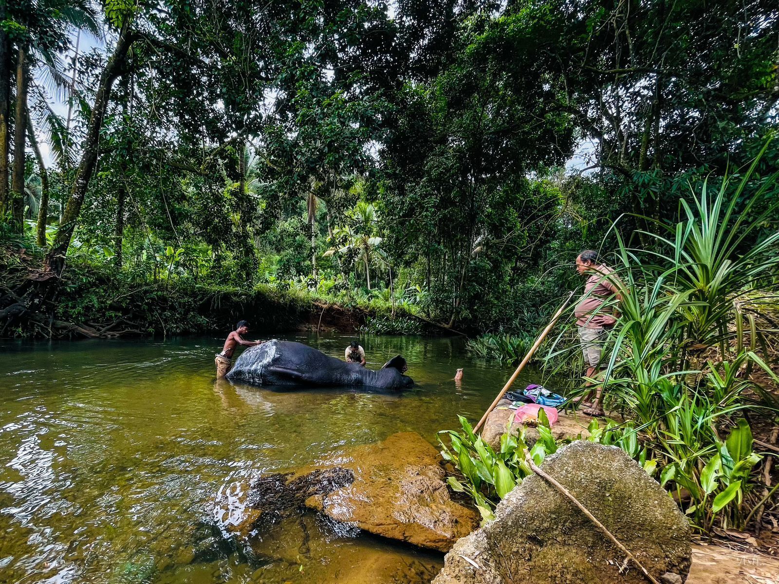 A river with two elephants and people interacting with them.