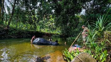 A river with two elephants and people interacting with them.