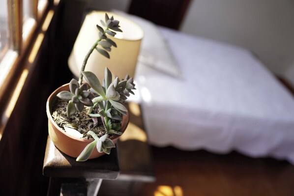 Une plante succulente en pot, posée sur une table en bois, à côté d’une lampe et d’un lit blanc.