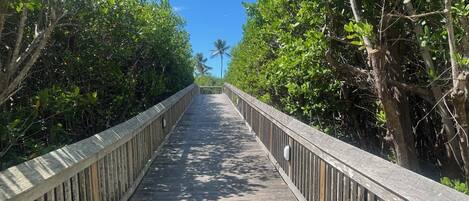 A wooden boardwalk surrounded by dense mangrove trees.