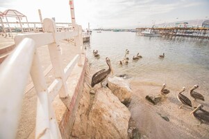 Un muelle con barandilla, pelícanos cerca del agua y barcos al fondo.