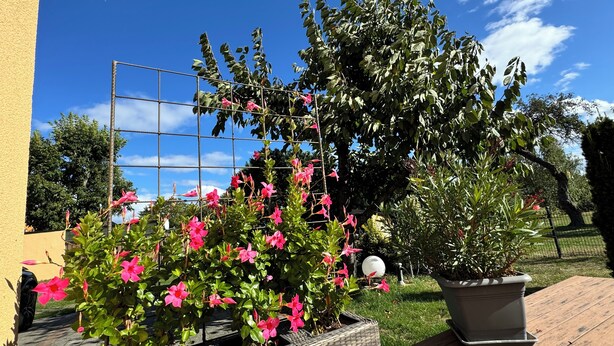 Een tuin met potplanten en een klimrek.