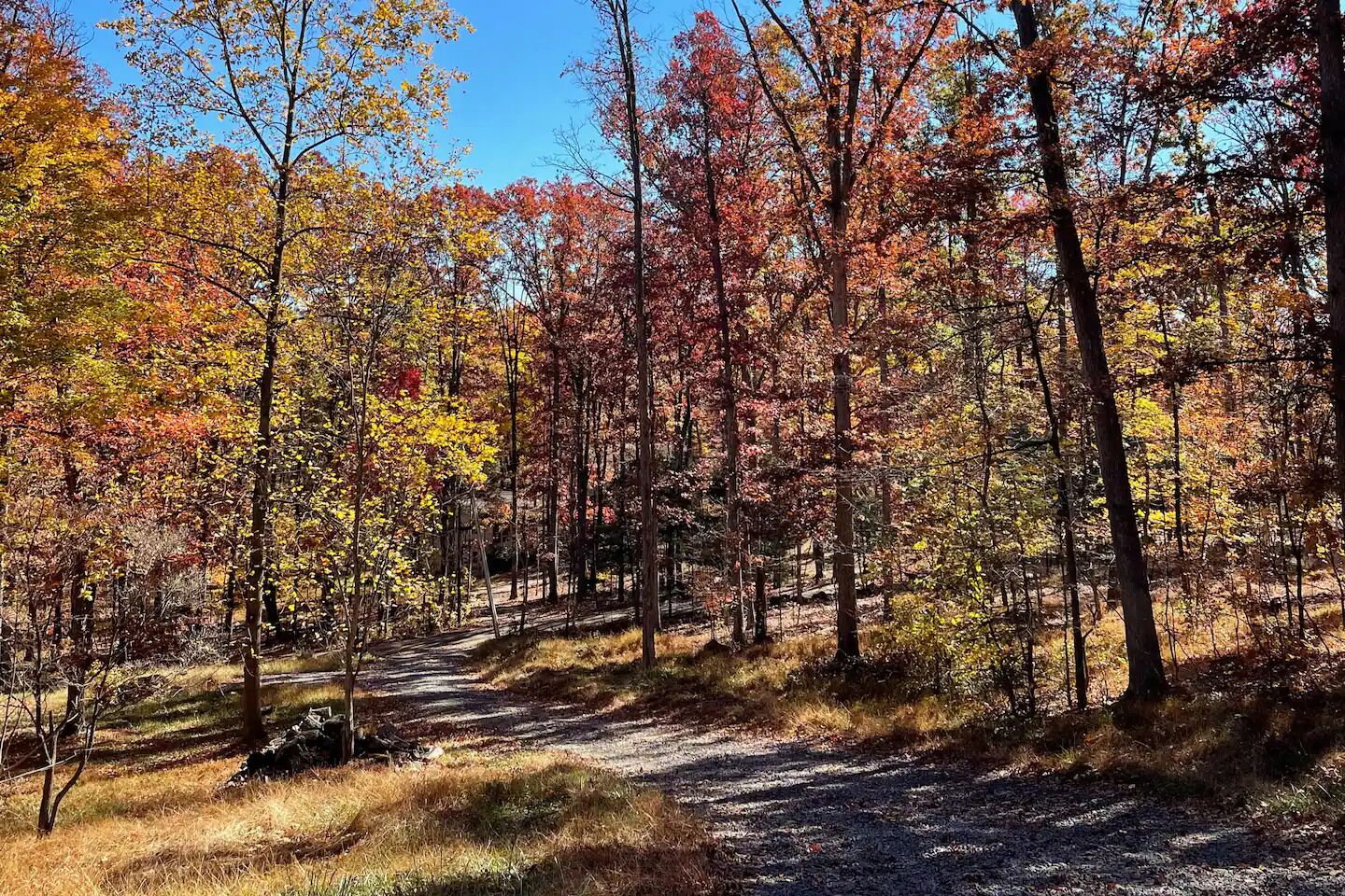 A forested area with a dirt path.