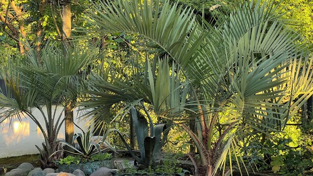 Jardin