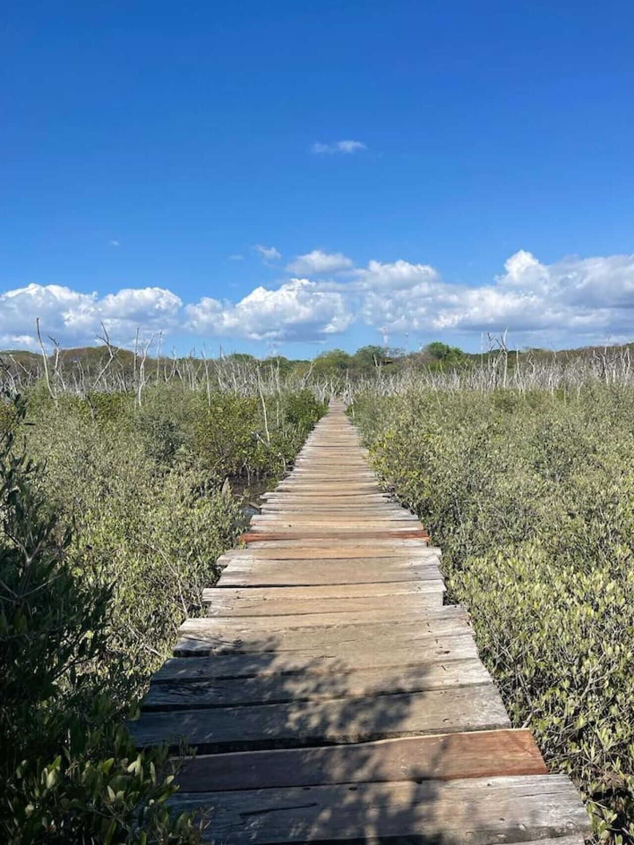A wooden boardwalk leading through a natural landscape with dense vegetation on either side.